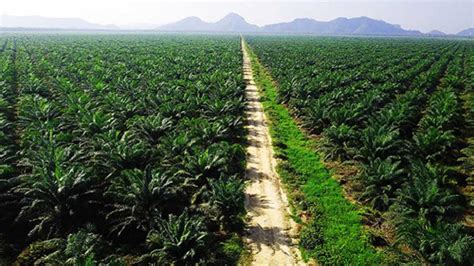 Daftar Perkebunan Kelapa Sawit di Sulawesi Tenggara