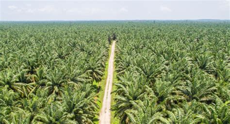 Manfaat Perkebunan Kelapa Sawit untuk Masyarakat