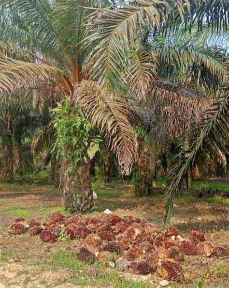 Potensi Perkebunan Kelapa Sawit di Sulawesi Tenggara