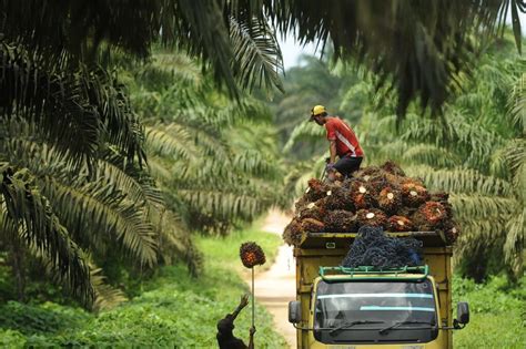 Kontribusi Industri Kelapa Sawit di Kalimantan Utara
