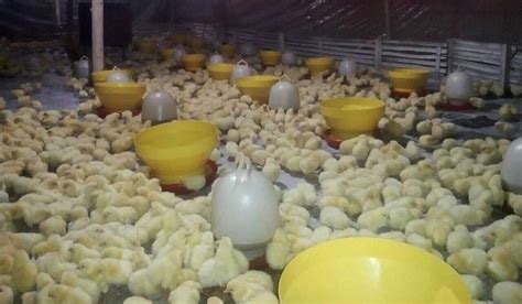 Daftar Perusahaan Kemitraan Broiler Jawa Timur