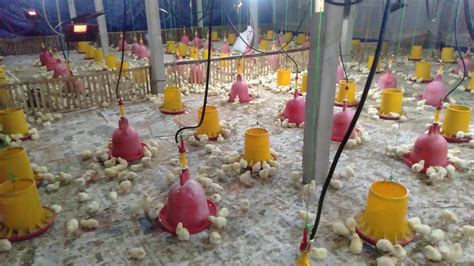 Fungsi dan Manfaat Kemitraan Broiler