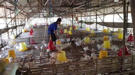 Perusahaan Kemitraan Broiler di Indonesia
