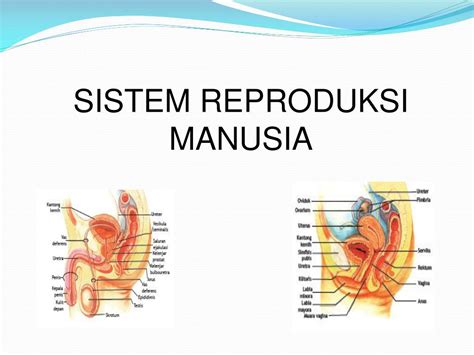 Fungsi Sistem Reproduksi