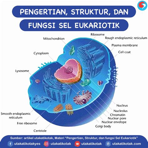 Struktur dan Fungsi Sel